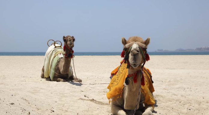 A Guide to Staying Healthy on Vacation